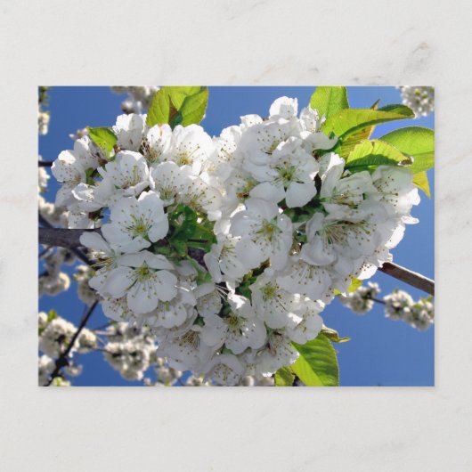 Cherry blossom hart briefkaart (Voorkant)