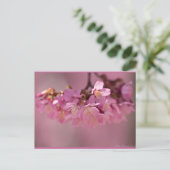 Cherry Blossom Hot Spring 2012 Apparel & Gifts Briefkaart (Staand voorkant)
