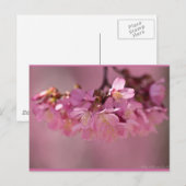 Cherry Blossom Hot Spring 2012 Apparel & Gifts Briefkaart (Voorkant / Achterkant)