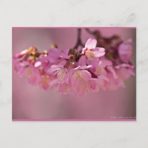 Cherry Blossom Hot Spring 2012 Apparel & Gifts Briefkaart