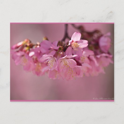 Cherry Blossom Hot Spring 2012 Apparel & Gifts Briefkaart (Voorkant)