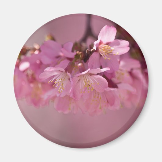 Cherry Blossom Hot Spring 2012 Apparel & Gifts Magneet (Voorkant)