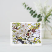 Cherry Blossom: Hotate Briefkaart (Staand voorkant)
