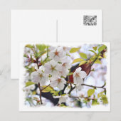 Cherry Blossom: Hotate Briefkaart (Voorkant / Achterkant)