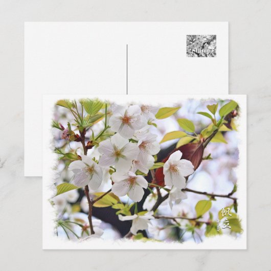 Cherry Blossom: Hotate Briefkaart (Voorkant / Achterkant)
