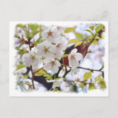 Cherry Blossom: Hotate Briefkaart (Voorkant)