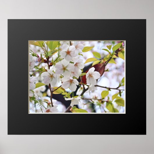 Cherry Blossom: Hotate Poster (Voorkant)
