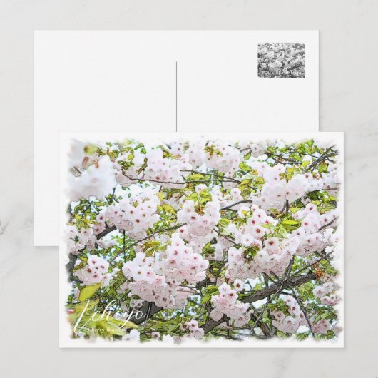 Cherry Blossom "Ichiyo" Briefkaart (Voorkant / Achterkant)