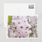 Cherry Blossom "Ichiyo" Briefkaart (Voorkant / Achterkant)