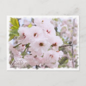 Cherry Blossom "Ichiyo" Briefkaart (Voorkant)