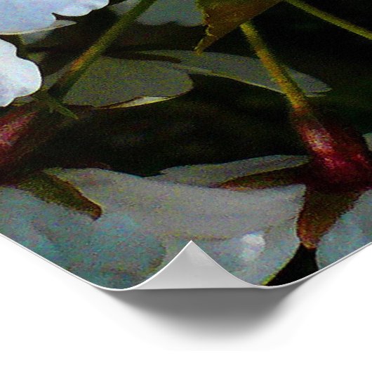 Cherry Blossom II Poster (Hoek)