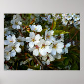 Cherry Blossom II Poster (Voorkant)