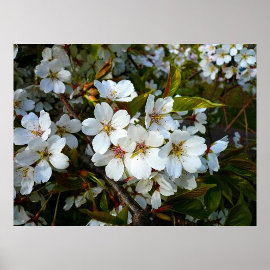 Cherry Blossom II Poster (Voorkant)