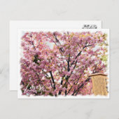 Cherry Blossom "Imose" ポストカード Briefkaart (Voorkant / Achterkant)