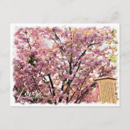 Cherry Blossom "Imose" ポストカード Briefkaart