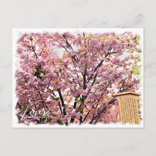 Cherry Blossom "Imose" ポストカード Briefkaart (Voorkant)
