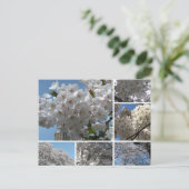 Cherry Blossom in bloom briefkaart (Staand voorkant)