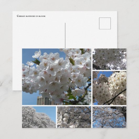 Cherry Blossom in bloom briefkaart (Voorkant / Achterkant)