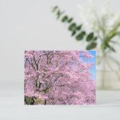 Cherry Blossom in Bloom Briefkaart (Staand voorkant)