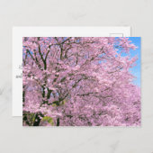 Cherry Blossom in Bloom Briefkaart (Voorkant / Achterkant)
