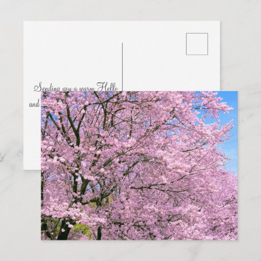 Cherry Blossom in Bloom Briefkaart (Voorkant / Achterkant)