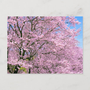 Cherry Blossom in Bloom Briefkaart