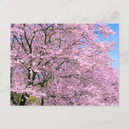 Cherry Blossom in Bloom Briefkaart