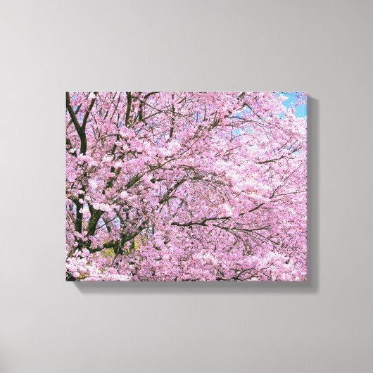 Cherry Blossom in Bloom Canvas Afdruk (Voorkant)