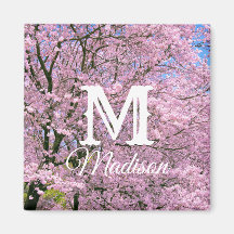 Cherry Blossom in Bloom