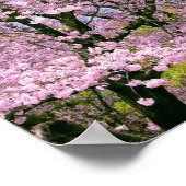 Cherry Blossom in Bloom Poster (Hoek)