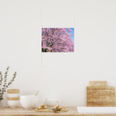 Cherry Blossom in Bloom Poster (Keuken)