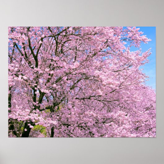 Cherry Blossom in Bloom Poster (Voorkant)