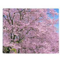 Cherry Blossom in Bloom