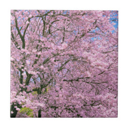 Cherry Blossom in Bloom Tegeltje