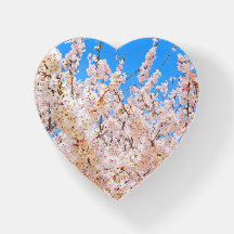 Cherry Blossom in Full Bloom