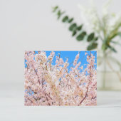 Cherry Blossom in Full Bloom Briefkaart (Staand voorkant)