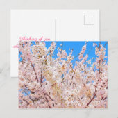 Cherry Blossom in Full Bloom Briefkaart (Voorkant / Achterkant)