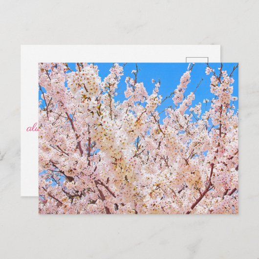 Cherry Blossom in Full Bloom Briefkaart (Voorkant / Achterkant)