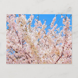Cherry Blossom in Full Bloom Briefkaart