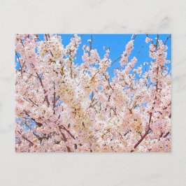 Cherry Blossom in Full Bloom Briefkaart