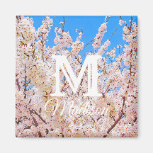 Cherry Blossom in Full Bloom