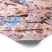Cherry Blossom in Full Bloom Poster (Hoek)