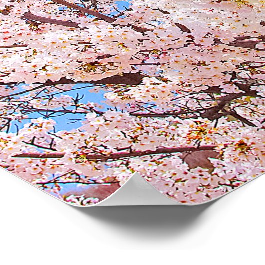 Cherry Blossom in Full Bloom Poster (Hoek)