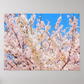 Cherry Blossom in Full Bloom Poster (Voorkant)