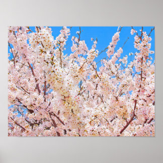 Cherry Blossom in Full Bloom Poster