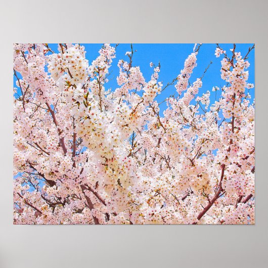 Cherry Blossom in Full Bloom Poster (Voorkant)