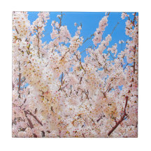 Cherry Blossom in Full Bloom