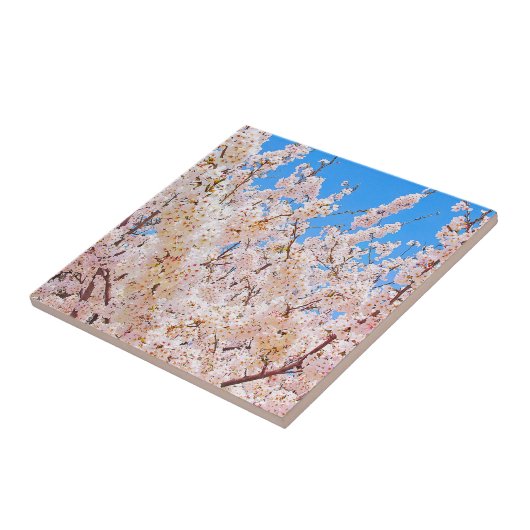 Cherry Blossom in Full Bloom Tegeltje (Zijkant)