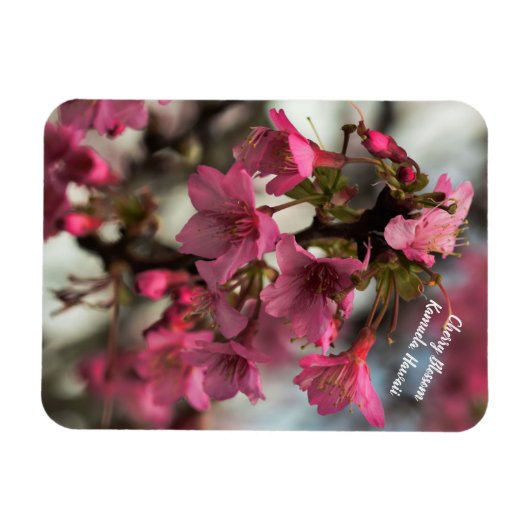 Cherry Blossom in Hawaii Magneet (Horizontaal)