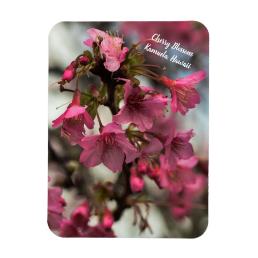 Cherry Blossom in Hawaii Magneet (Verticaal)